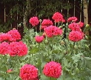 papoula pink peony 20 sementes 9778 e1496694719905