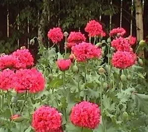 papoula pink peony 20 sementes 9778 e1496694719905