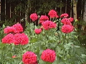 papoula pink peony 20 sementes 9778 e1496694719905