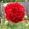 Papoula Red Peony: 20 Sementes