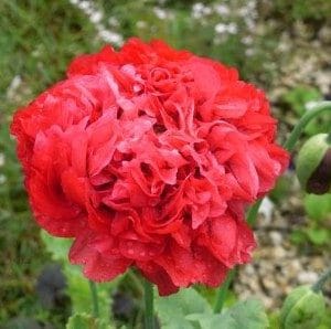 papoula red peony 20 sementes 0818 e1496694314979