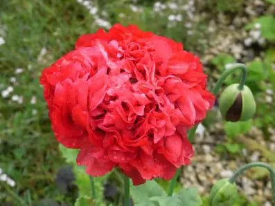 papoula red peony 20 sementes 0818 e1496694314979
