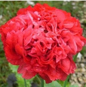 papoula red peony 20 sementes 1130 e1496694221824