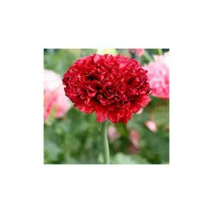 papoula red peony 20 sementes 1722
