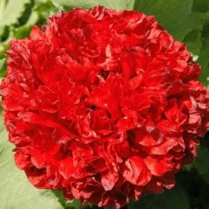 papoula red peony 20 sementes 1738 e1496694163463