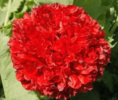 papoula red peony 20 sementes 1738 e1496694163463