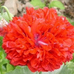 papoula red peony 20 sementes 4650 e1496692919459