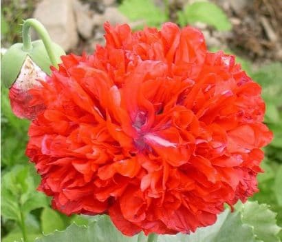 Papoula Red Peony: 20 Sementes