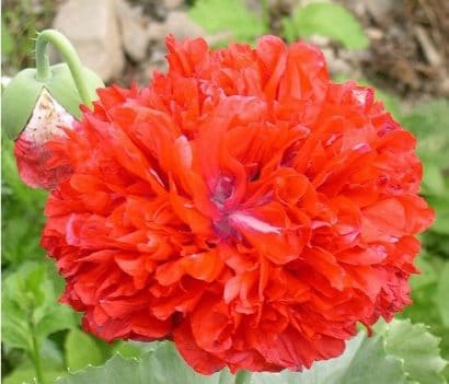 papoula red peony 20 sementes 4650 e1496692919459