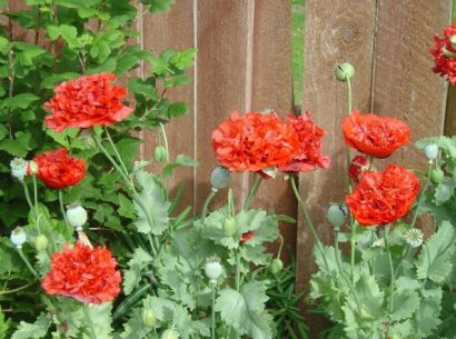 papoula red peony 20 sementes 6634 e1496694195244
