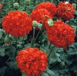 papoula red peony 20 sementes 9146 e1496692970812