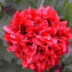 papoula red peony 20 sementes 9926 e1496694272374