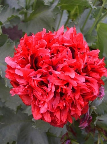 Papoula Red Peony: 20 Sementes