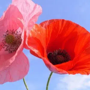 Papoula Singela Sortida: 20 Sementes