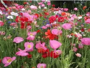 papoula singela sortida 20 sementes 4023 e1496692395914