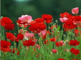 papoula singela sortida 20 sementes 7729 e1496692354621