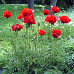 papoula tulipa vermelha 20 sementes 4830 e1496696547611