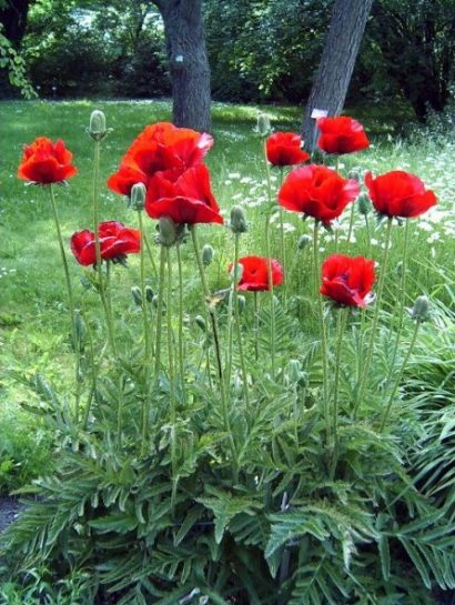 papoula tulipa vermelha 20 sementes 4830 e1496696547611
