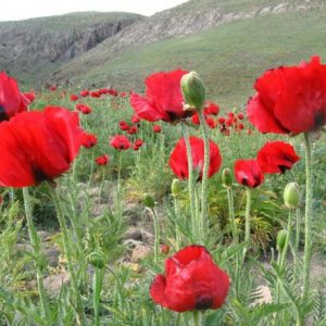 Papoula Tulipa Vermelha: 20 Sementes