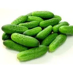 Pepino para Conserva: 20 Sementes