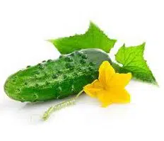 pepino para conserva 20 sementes 4540 e1496850998533