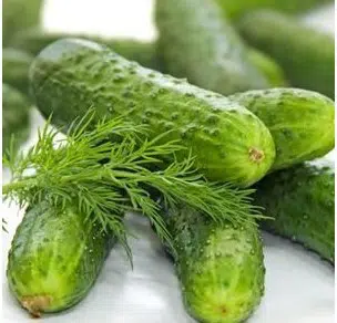 pepino para conserva 20 sementes 5751 e1496850866273