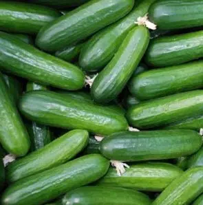 pepino para conserva 20 sementes 6356 e1496850844351