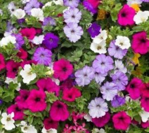 petunia ana compacta 50 sementes 0765 e1496692068155