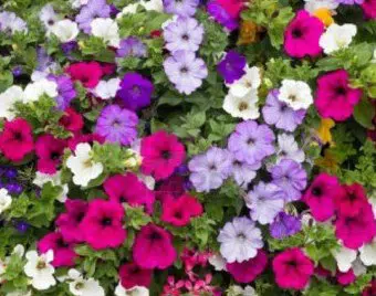 petunia ana compacta 50 sementes 0765 e1496692068155
