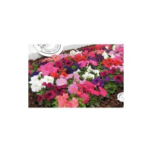 petunia ana compacta 50 sementes 3959