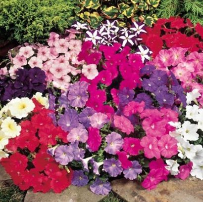 petunia ana compacta 50 sementes 8462 e1496692087941