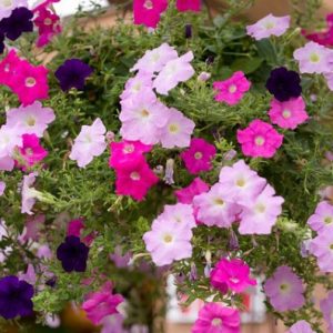 petunia ana compacta 50 sementes 8956 e1496692123428