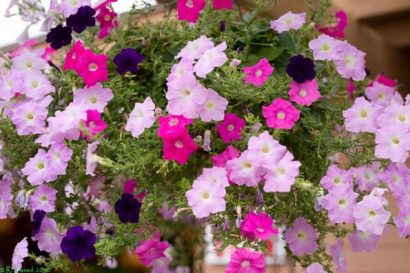 petunia ana compacta 50 sementes 8956 e1496692123428