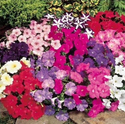 petunia ana compacta 50 sementes 9153 e1496692170557