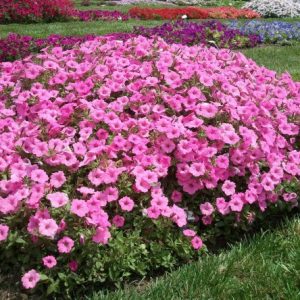 petunia blush pink 50 sementes 0427 e1496690830899