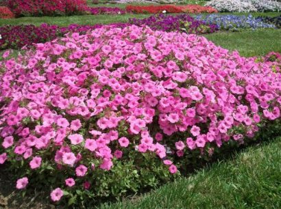 petunia blush pink 50 sementes 0427 e1496690830899