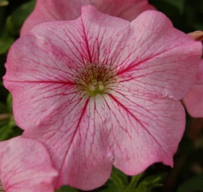 petunia blush pink 50 sementes 1040 e1496690724407