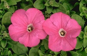 Petúnia Blush Pink: 50 Sementes