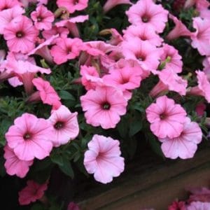 petunia blush pink 50 sementes 3543 e1496690698660