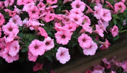 petunia blush pink 50 sementes 3543 e1496690698660