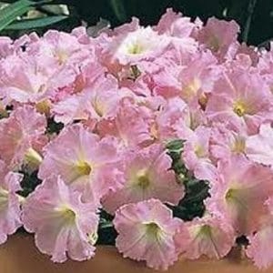 petunia blush pink 50 sementes 3824 e1496690856636