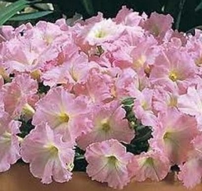 petunia blush pink 50 sementes 3824 e1496690856636