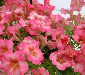 petunia blush pink 50 sementes 5915 e1496690942553