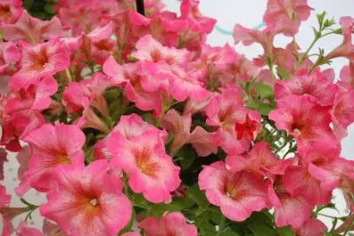 petunia blush pink 50 sementes 5915 e1496690942553