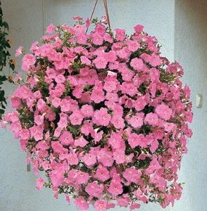 petunia blush pink 50 sementes 6246 e1496690676583