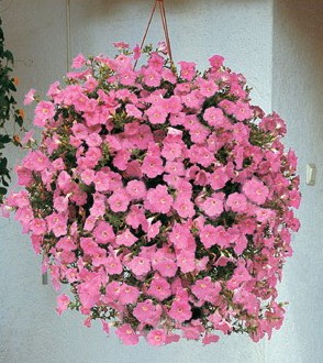 petunia blush pink 50 sementes 6246 e1496690676583