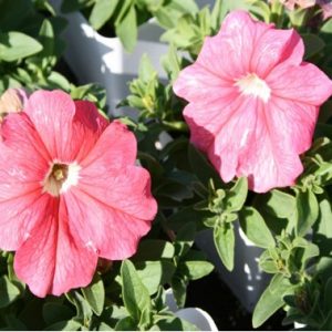 Petúnia Blush Pink: 50 Sementes