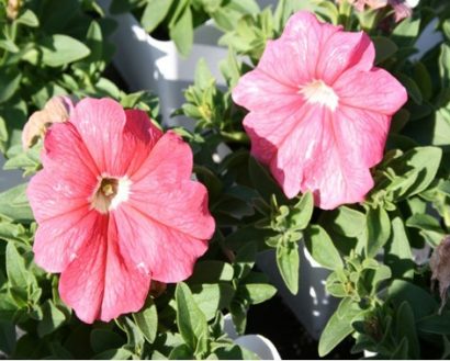 petunia blush pink 50 sementes 6937 e1496690762898