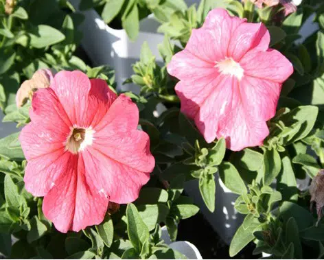 petunia blush pink 50 sementes 6937 e1496690762898