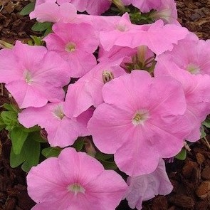 petunia blush pink 50 sementes 7134 e1496690794729